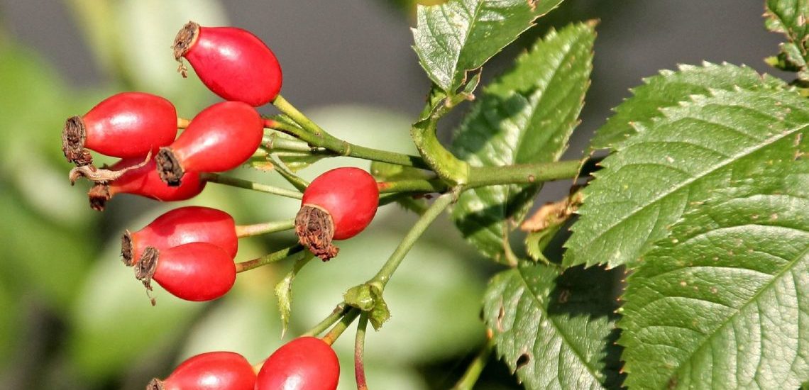 Šipky symbolizující cestu k zdraví plic a tlustého střeva během listopadu.