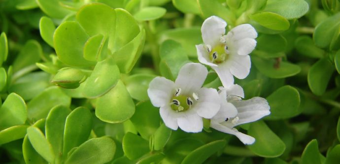 Bacopa Monnieri