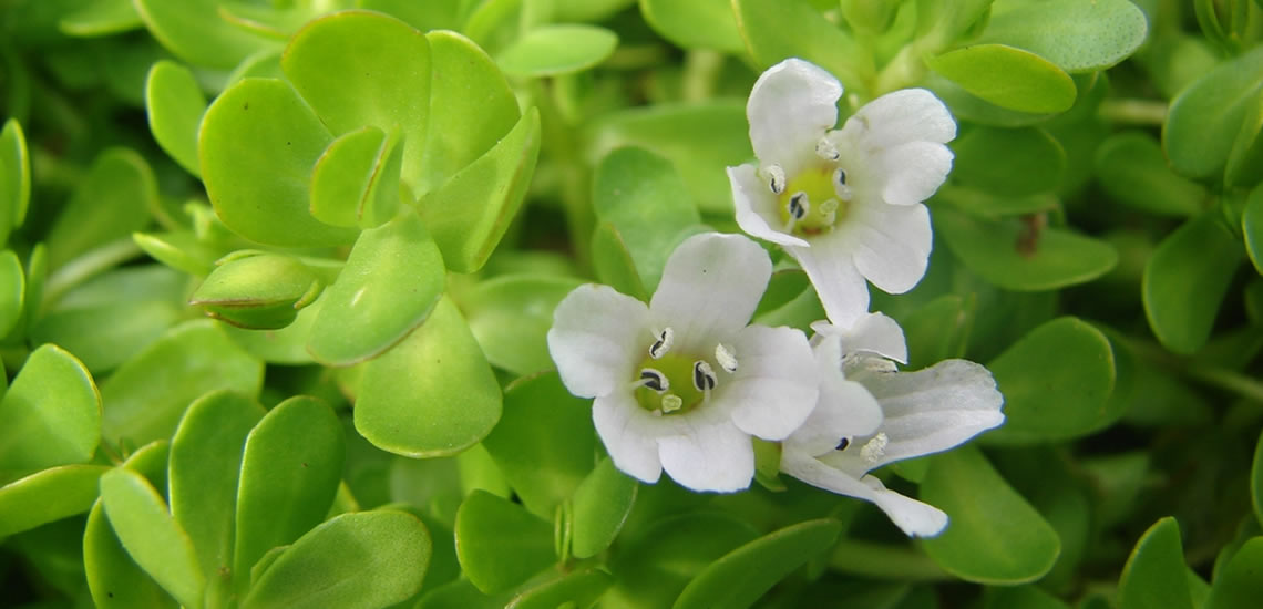 Bacopa Monnieri