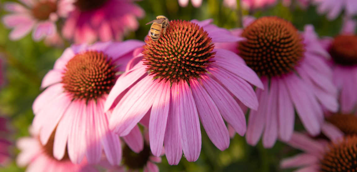 Echinacea purpurea DiatomPlus Blog feature img